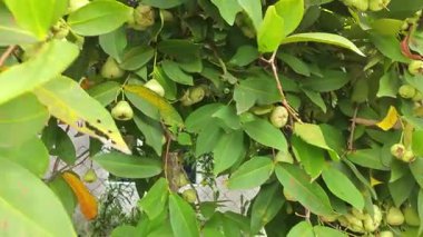 Yapraklı gövde dallarında asılı syzygium samarangense meyveleri kümesi.