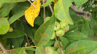 Yapraklı gövde dallarında asılı syzygium samarangense meyveleri kümesi.