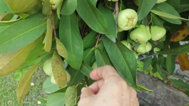 Yapraklı gövde dallarında asılı syzygium samarangense meyveleri kümesi.