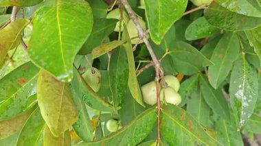 Yapraklı gövde dallarında asılı syzygium samarangense meyveleri kümesi.