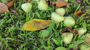 Yapraklı gövde dallarında asılı syzygium samarangense meyveleri kümesi.