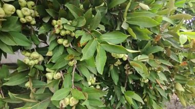 Yapraklı gövde dallarında asılı syzygium samarangense meyveleri kümesi.