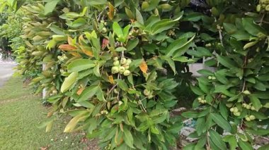 Yapraklı gövde dallarında asılı syzygium samarangense meyveleri kümesi.