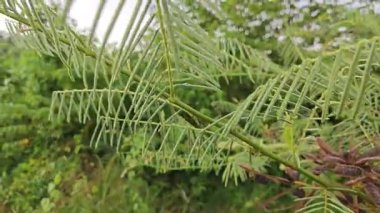 Yapraksı hassas kıllı mimoza pigra baklagilleri dalın üzerinde.. 