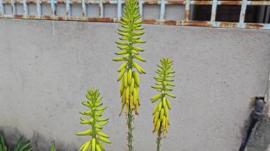 Uzun dikenli borumsu aloe vera sapı çiçekleri çiçek açıyor.. 
