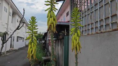Uzun dikenli borumsu aloe vera sapı çiçekleri çiçek açıyor.. 
