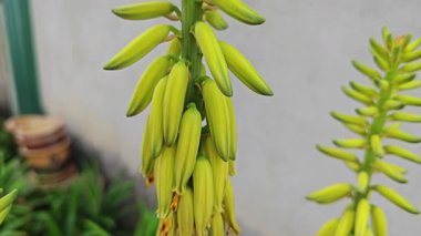 Uzun dikenli borumsu aloe vera sapı çiçekleri çiçek açıyor.. 