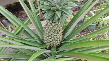 Evde ananas tohumu yetiştiriyorum.