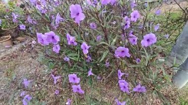 Mor yakut çiçeğinin çalıları tarlada