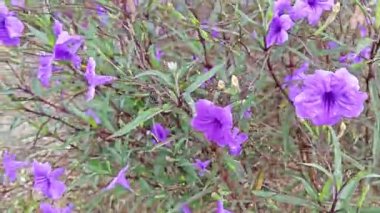 Mor yakut çiçeğinin çalıları tarlada
