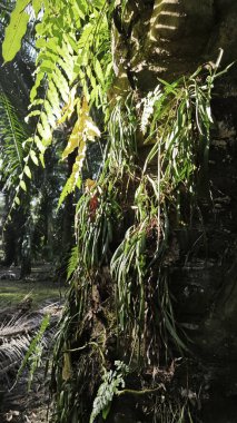 Palmiye ağacının gövdesinden filizlenen yeşil iplikli eğreltiotu..