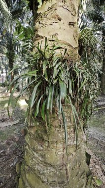 Palmiye ağacının gövdesinden filizlenen yeşil iplikli eğreltiotu..