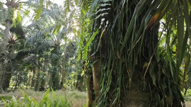 Palmiye ağacının gövdesinden filizlenen yeşil iplikli eğreltiotu..
