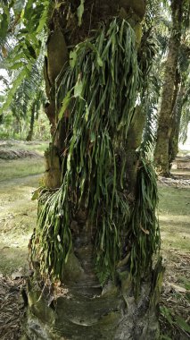 Palmiye ağacının gövdesinden filizlenen yeşil iplikli eğreltiotu..