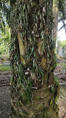 Palmiye ağacının gövdesinden filizlenen yeşil iplikli eğreltiotu..