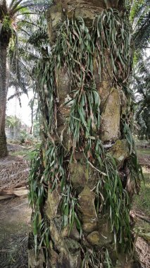 Palmiye ağacının gövdesinden filizlenen yeşil iplikli eğreltiotu..