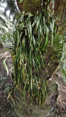 Palmiye ağacının gövdesinden filizlenen yeşil iplikli eğreltiotu..