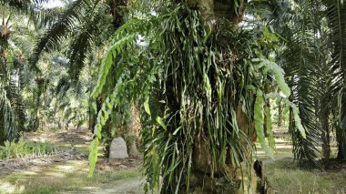 Palmiye ağacının gövdesinden filizlenen yeşil iplikli eğreltiotu..