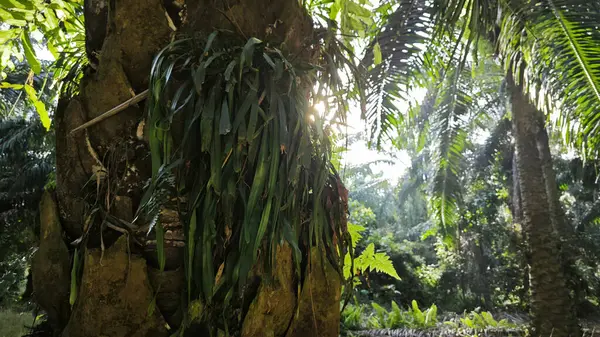 Palmiye ağacının gövdesinden filizlenen yeşil iplikli eğreltiotu..