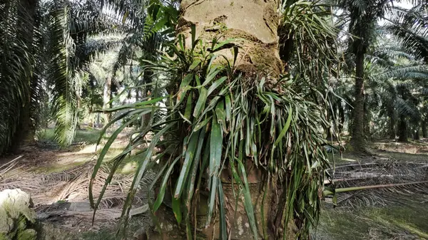 Palmiye ağacının gövdesinden filizlenen yeşil iplikli eğreltiotu..