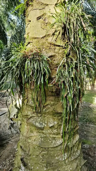 Palmiye ağacının gövdesinden filizlenen yeşil iplikli eğreltiotu..