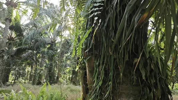 Palmiye ağacının gövdesinden filizlenen yeşil iplikli eğreltiotu..