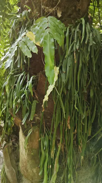 Palmiye ağacının gövdesinden filizlenen yeşil iplikli eğreltiotu..