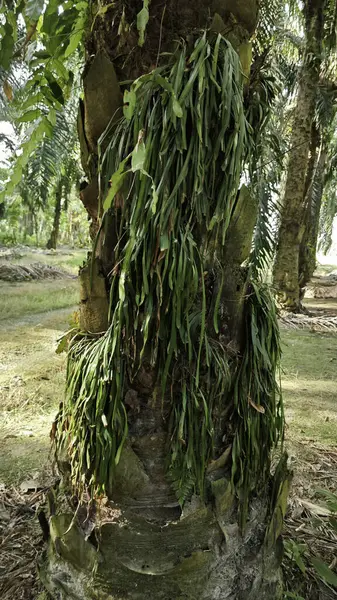 Palmiye ağacının gövdesinden filizlenen yeşil iplikli eğreltiotu..