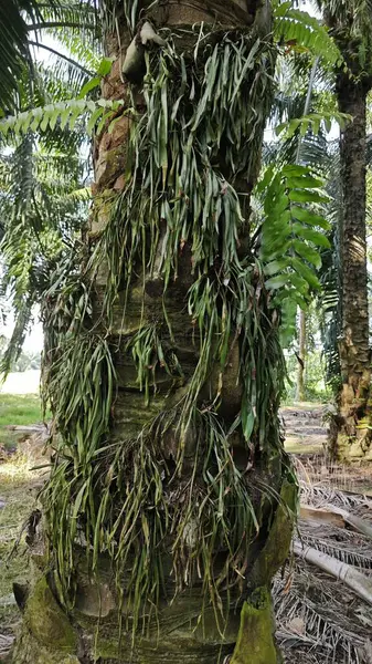 Palmiye ağacının gövdesinden filizlenen yeşil iplikli eğreltiotu..