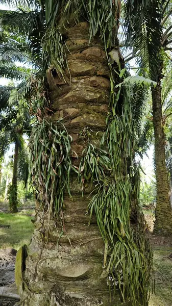 Palmiye ağacının gövdesinden filizlenen yeşil iplikli eğreltiotu..