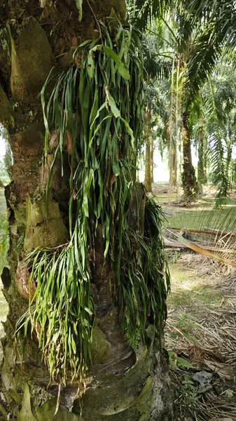 Palmiye ağacının gövdesinden filizlenen yeşil iplikli eğreltiotu..