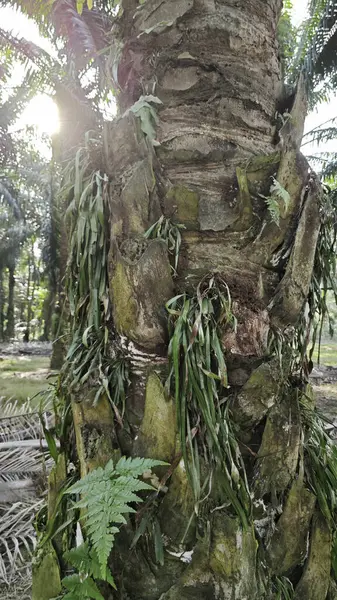 Palmiye ağacının gövdesinden filizlenen yeşil iplikli eğreltiotu..