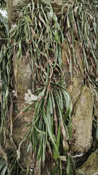 Palmiye ağacının gövdesinden filizlenen yeşil iplikli eğreltiotu..