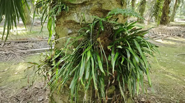 Palmiye ağacının gövdesinden filizlenen yeşil iplikli eğreltiotu..