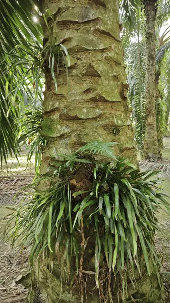 Palmiye ağacının gövdesinden filizlenen yeşil iplikli eğreltiotu..