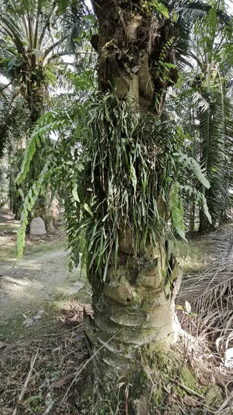 Palmiye ağacının gövdesinden filizlenen yeşil iplikli eğreltiotu..