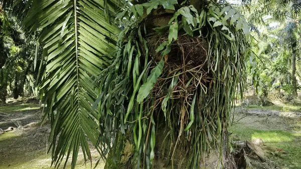 Palmiye ağacının gövdesinden filizlenen yeşil iplikli eğreltiotu..