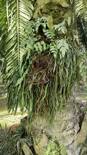 Palmiye ağacının gövdesinden filizlenen yeşil iplikli eğreltiotu..