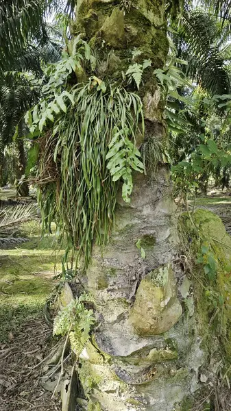 Palmiye ağacının gövdesinden filizlenen yeşil iplikli eğreltiotu..
