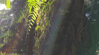 Palmiye ağacının gövdesinden filizlenen yeşil iplikli eğreltiotu..