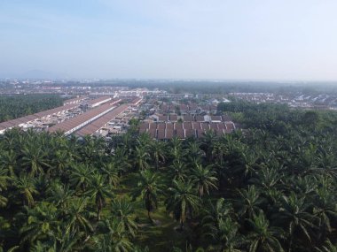 Palmiye yağı tarlasının eteklerindeki ufuk çizgisinin hava manzarası..