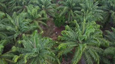 Bir adam ıssız tarlalarda dikilirken hava görüntüsü alıyor..