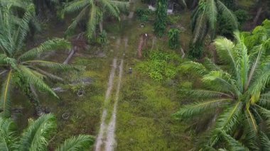 Bir adam ıssız tarlalarda dikilirken hava görüntüsü alıyor..