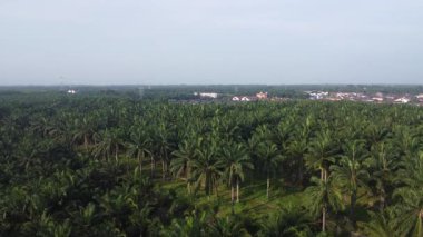 Palmiye yağı tarlasının eteklerindeki ufuk çizgisinin hava manzarası..