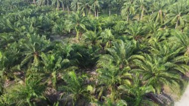 Palmiye yağı tarlasının eteklerindeki ufuk çizgisinin hava manzarası..