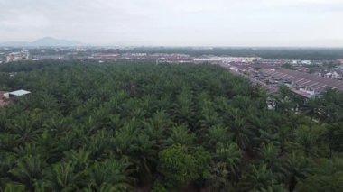 Palmiye yağı tarlasının eteklerindeki ufuk çizgisinin hava manzarası..