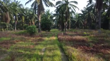 Palmiye yağı tarlasının eteklerindeki ufuk çizgisinin hava manzarası..
