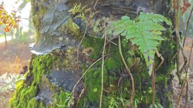 Ağaç kabuğundan ve etrafından filizlenen yabani eğreltiotu ve liken bitkisi.. 