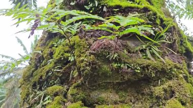 Ağaç kabuğundan ve etrafından filizlenen yabani eğreltiotu ve liken bitkisi.. 