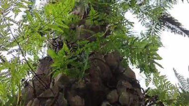 Ağaç kabuğundan ve etrafından filizlenen yabani eğreltiotu ve liken bitkisi.. 